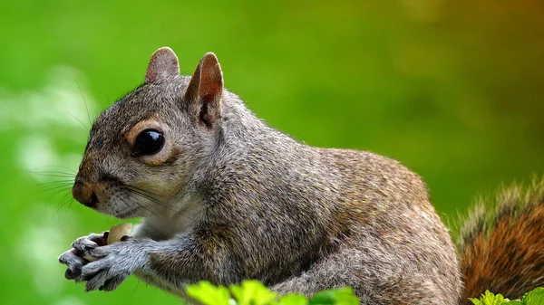 Kırmızı Sincap Yeme Tohumu