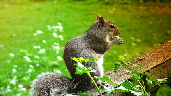 Esquilo Vermelho Comer Sementes — Fotografia de Stock