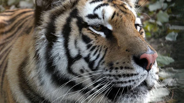 Тигр Лісі — стокове фото