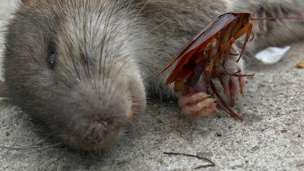 Dead Rat Nära American Kackerlacka Gatan — Stockfoto