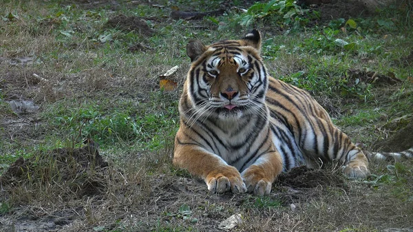 Tigre Dans Forêt — Photo