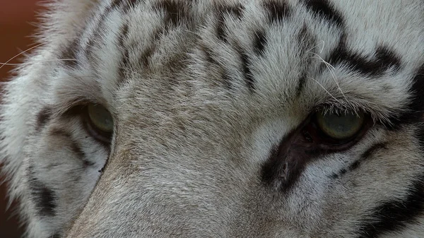 Majestuoso Tigre Blanco —  Fotos de Stock