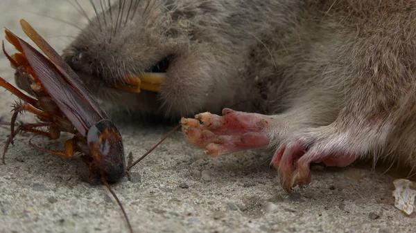 Dead Rat Nära American Kackerlacka Gatan — Stockfoto