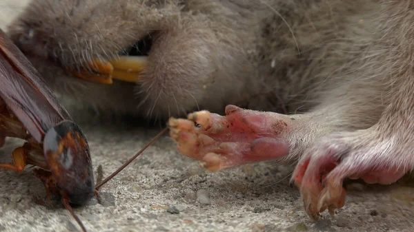 Dead Rat Nära American Kackerlacka Gatan — Stockfoto