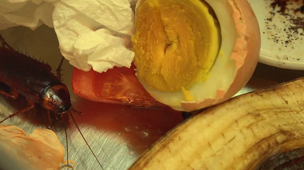 Hamamböceği mutfakta yiyecek üzerinde. Sorun hamamböcekleri yüzünden burada. Mutfakta yemek hamamböceği