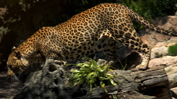 A Beautiful Jaguar Walks Through In Jungle