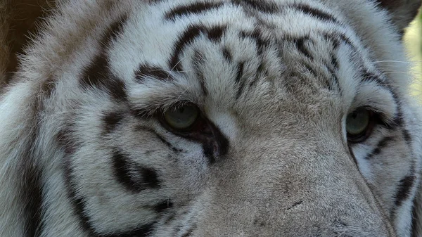 Величний Білий Тигр — стокове фото
