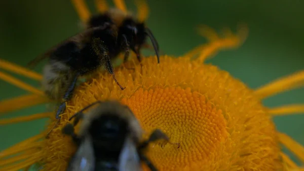 Bumblebee Polinizar Belas Flores Amarelas — Fotografia de Stock