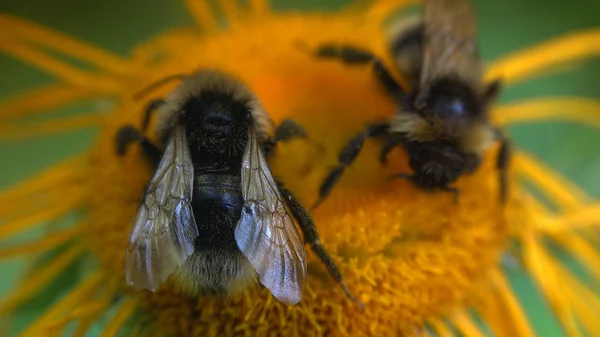 Bumblebee Polinizar Belas Flores Amarelas — Fotografia de Stock