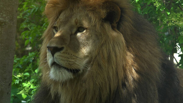 Sunshine Spots On Shaggy Head Of Lion Close Up