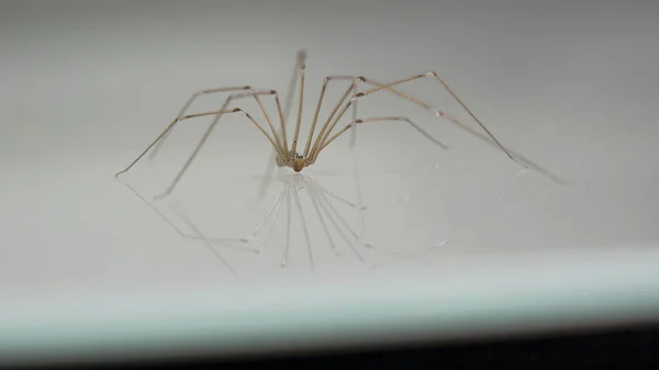 Pholcus Phalangioides Également Connu Sous Nom Araignée Cave Longbodied — Photo