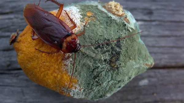 Hamamböceği mutfakta yiyecek üzerinde. Sorun hamamböcekleri yüzünden burada. Mutfakta yemek hamamböceği