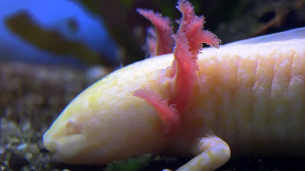 Tutsak beyaz bebek Axolotl. Meksika Yürüyüş Balığı (Meksika Semenderi)