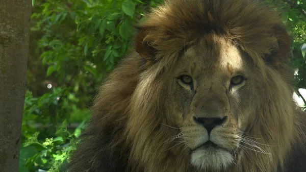 Manchas Sol Cabeza Lanuda León Cerca — Foto de Stock