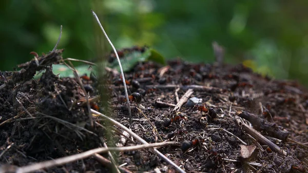 Antill Hutan — Stok Foto