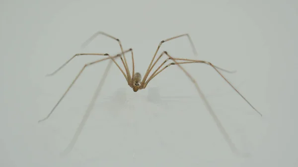 Pholcus Phalangioides También Conocida Como Araña Del Sótano Cuerpo Largo —  Fotos de Stock