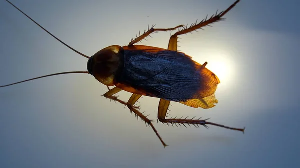 軽い効果を持つアメリカのゴキブリ — ストック写真