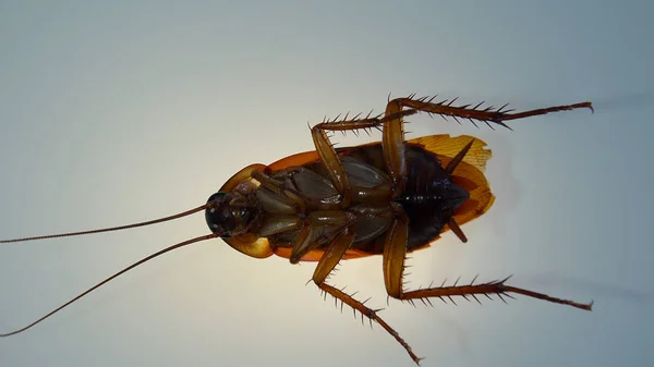 Amerikaanse Kakkerlak Met Lichteffecten — Stockfoto