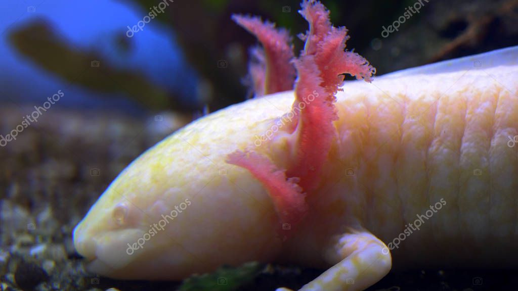 A Captive White Baby Axolotl Mexican Walking Fish Mexican Salamander A Captive White Baby Axolotl Mexican Walking Fish Mexican Salamander