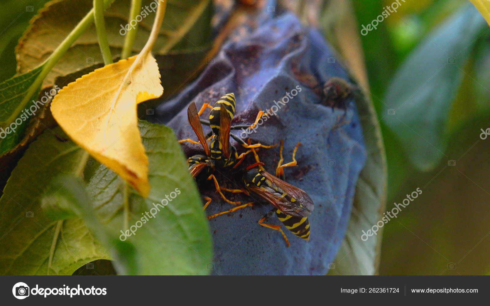 Wasps Eat Plum Stock Photo Botec 262361724 wasps-eat-plum-stock-photo-botec-262361724