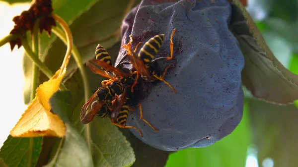 Eşek Arıları Bir Erik Yiyin — Stok fotoğraf