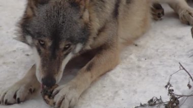 Gri kurtlar (Canis lupus; Linne, 1821) kar kaplı toprak ile bir ormanda öğle yemeğinden sonra, kışın.slow motion, Hd