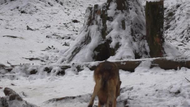 Loups gris (Canis lupus   Linne, 1821) après le déjeuner dans une forêt recouverte de neige, en hiver.ralenti, HD 