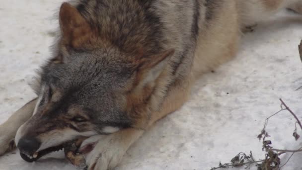 灰色のオオカミ キャニスループス リンネ 1821 冬に雪に覆われた土壌で森の中で昼食後 スローモーション — ストック動画