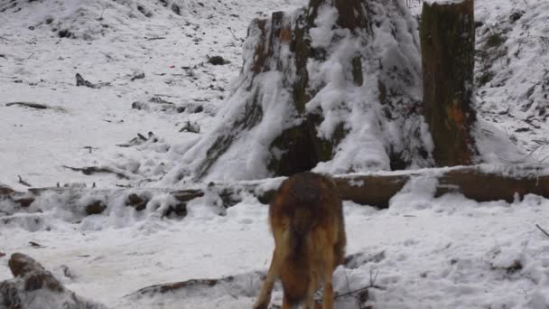 Gray Wolves Canis Lupus Linne 1821 Efter Lunch Skog Med — Stockvideo