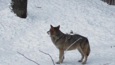 Gri kurtlar (Canis lupus; Linne, 1821) kar kaplı toprak ile bir ormanda öğle yemeğinden sonra, kışın.slow motion, Hd