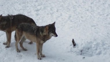 Gri kurtlar (Canis lupus; Linne, 1821) kar kaplı toprak ile bir ormanda öğle yemeğinden sonra, kışın.slow motion, Hd