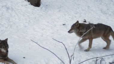 Gri kurtlar (Canis lupus; Linne, 1821) kar kaplı toprak ile bir ormanda öğle yemeğinden sonra, kışın.slow motion, Hd