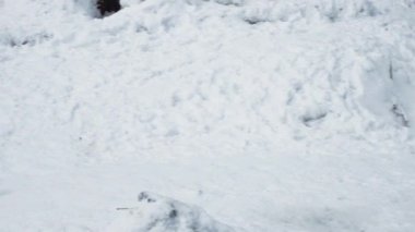 Gri kurtlar (Canis lupus; Linne, 1821) kar kaplı toprak ile bir ormanda öğle yemeğinden sonra, kışın.slow motion, Hd