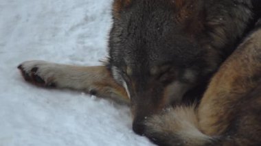 Gri kurtlar (Canis lupus; Linne, 1821) kar kaplı toprak ile bir ormanda öğle yemeğinden sonra, kışın.slow motion, Hd