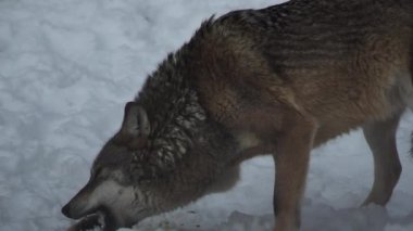 Gri kurtlar (Canis lupus; Linne, 1821) kar kaplı toprak ile bir ormanda öğle yemeğinden sonra, kışın.slow motion, Hd