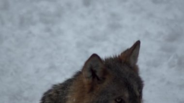 Gri kurtlar (Canis lupus; Linne, 1821) kar kaplı toprak ile bir ormanda öğle yemeğinden sonra, kışın.slow motion, Hd