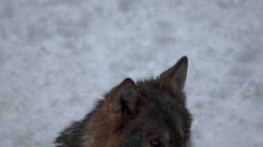 Gri kurtlar (Canis lupus; Linne, 1821) kar kaplı toprak ile bir ormanda öğle yemeğinden sonra, kışın.slow motion, Hd