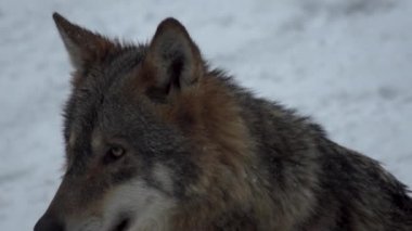 Gri kurtlar (Canis lupus; Linne, 1821) kar kaplı toprak ile bir ormanda öğle yemeğinden sonra, kışın.slow motion, Hd