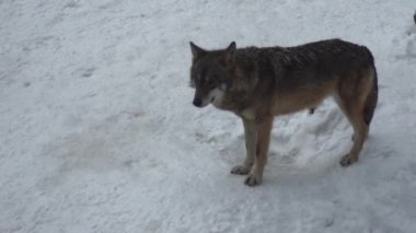 Gri kurtlar (Canis lupus; Linne, 1821) kar kaplı toprak ile bir ormanda öğle yemeğinden sonra, kışın.slow motion, Hd