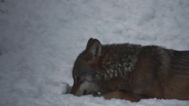 Gri kurtlar (Canis lupus; Linne, 1821) kar kaplı toprak ile bir ormanda öğle yemeğinden sonra, kışın.slow motion, Hd