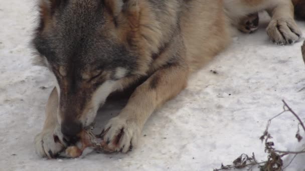 Szürke Farkasok Canis Lupus Linne 1821 Ebéd Után Havas Talajjal — Stock videók