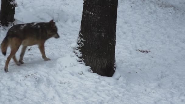 Šedí Vlci Canis Lupus Linne 1821 Obědě Lese Sněhem Pokrytou — Stock video