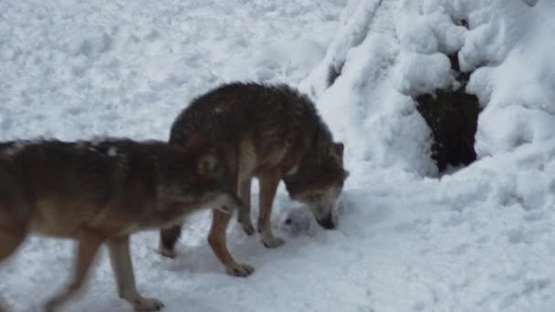 Graue Wölfe Canis Lupus Linne 1821 Nach Dem Mittagessen Einem — Stockvideo