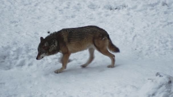 Gray Wolves Canis Lupus Linne 1821 Lunch Forest Snow Covered — стоковое видео