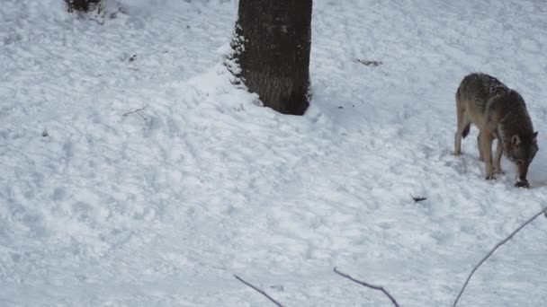 灰色のオオカミ キャニスループス リンネ 1821 冬に雪に覆われた土壌で森の中で昼食後 スローモーション — ストック動画