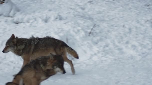 Lobos Grises Canis Lupus Linne 1821 Después Del Almuerzo Bosque — Vídeo de stock