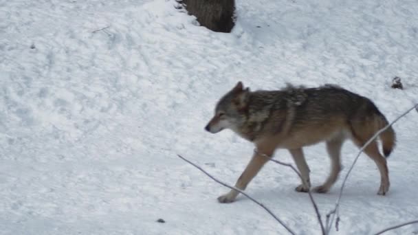 Γκρίζοι Λύκοι Canis Λύκος Linne 1821 Μετά Γεύμα Ένα Δάσος — Αρχείο Βίντεο