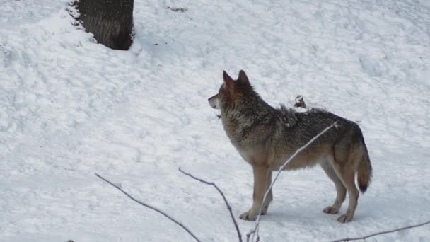 Šedí Vlci Canis Lupus Linne 1821 Obědě Lese Sněhem Pokrytou — Stock video