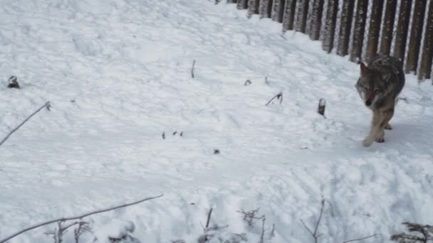 苍斑狼疮 1821年 午餐后在森林与雪覆盖的土壤 在冬天 — 图库视频影像