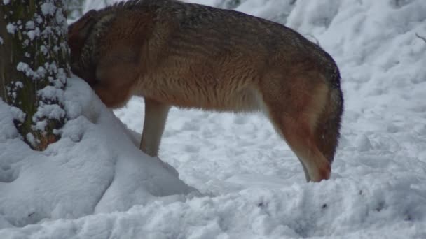 Lobos Grises Canis Lupus Linne 1821 Después Del Almuerzo Bosque — Vídeo de stock